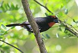 Greater Antillean Bullfinch